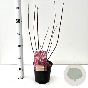 Hydrangea pan. Vanille-Fraise 30-40 cm 2,5L