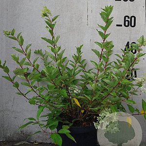 Hydrangea pan. Vanille-Fraise 40-60 cm 10L