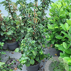 Hydrangea anomala petiolaris 100-125 cm 10L