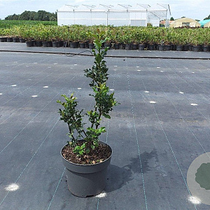Ilex aquifolium 60-80 cm 10L