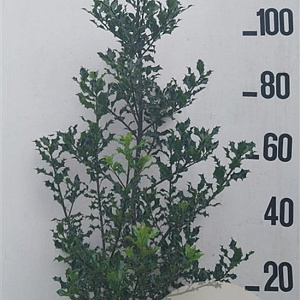 Ilex aquifolium 100-125 cm 20L