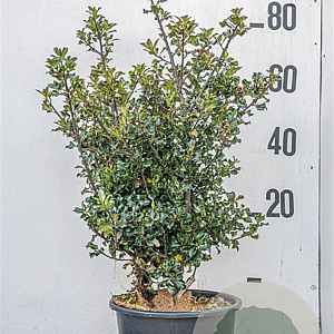 Ilex meserv. 'Blue Angel' 80-100 cm 20L