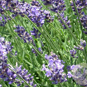 Lavandula int. 'Dutch' GM 2,0L