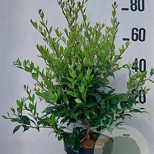 Ligustrum lucidum 60-80 cm 10L