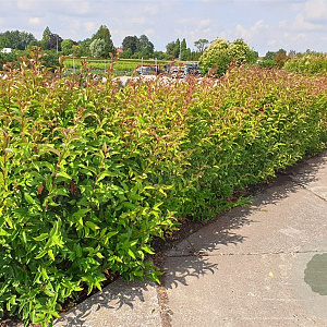 Ligustrum luc. Green Screen 25-30 cm 3,0L