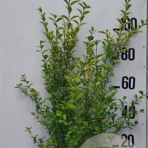 Ligustrum oval. 'Aureum' 100-125 cm 10L