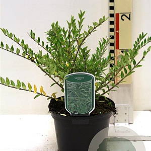 Lonicera pileata GM 2,0L