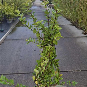 Lonicera purpusii 'Winter Beauty' 80-100 cm 10L