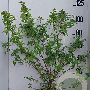Lonicera purpusii 'Winter Beauty' 80-100 cm 10L