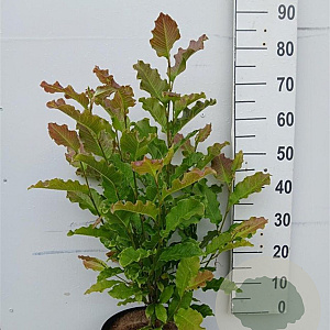 Magnolia kobus 60-80 cm 10L struik