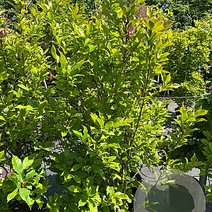 Magnolia 'Susan' 100-125 cm 20L