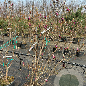 Magnolia 'Susan' 100-125 cm 20L