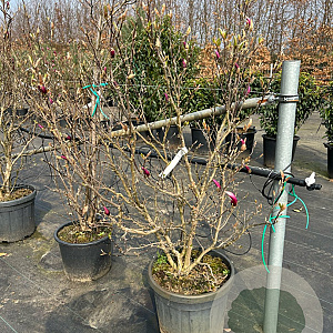 Magnolia 'Susan' 100-125 cm 20L