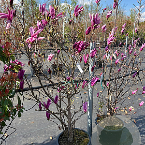 Magnolia 'Susan' 100-125 cm 20L