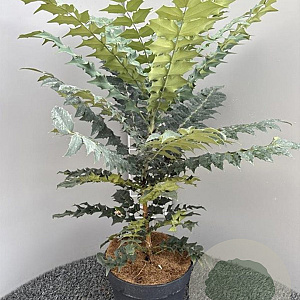 Mahonia media 'Winter Sun' 50-60 cm 10L