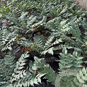 Mahonia media 'Winter Sun' 50-60 cm 10L