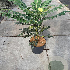 Mahonia media 'Winter Sun' 50-60 cm 10L