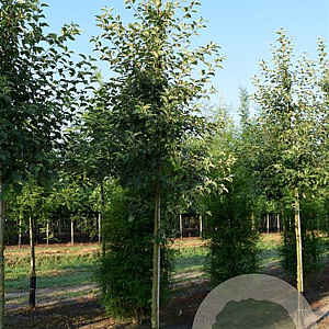 Malus 'Evereste' 14-16 HO cont. 80L 200 cm stam leiboom