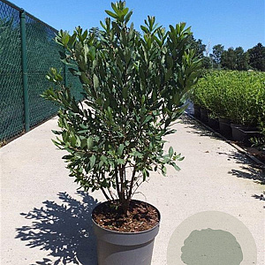 Myrica gale 60-80 cm 10L