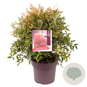 Nandina d. 'Gulf Stream' 40-50 cm 10L