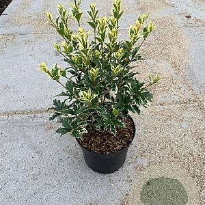 Osmanthus heter. 'Variegatus' 50-60 cm 7,5L