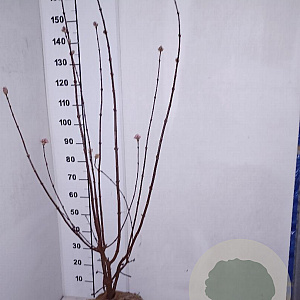 Viburnum bodn. 'Charles Lamont' 125-150 cm met kluit