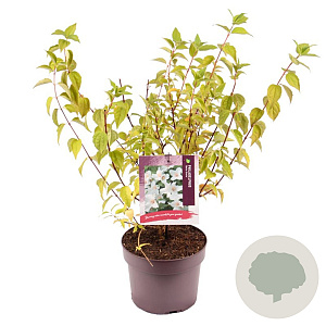 Philadelphus 'Belle Etoile' 30-40 cm 3,0L