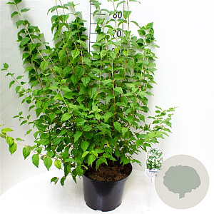 Philadelphus 'Belle Etoile' 30-40 cm 3,0L