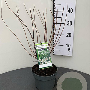 Philadelphus 'Lemoinei' 30-40 cm 3,0L