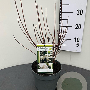 Philadelphus 'Snowbelle' 30-40 cm 3,0L