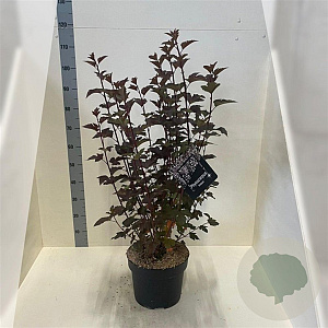 Physocarpus opulif. 'Diabolo' 80-100 cm 10L