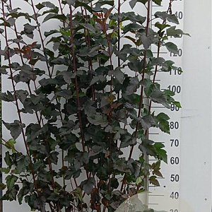 Physocarpus opulif. 'Diabolo' 125-150 cm 20L