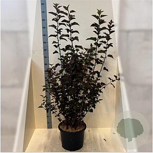 Physocarpus opulif. 'Diabolo' 125-150 cm 20L