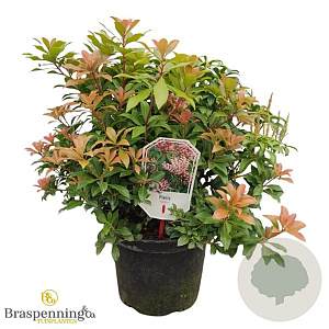 Pieris japonica 'Bonfire' 30-40 cm 5,0L
