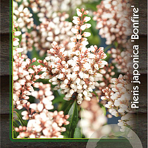 Pieris japonica 'Bonfire' 30-40 cm 5,0L