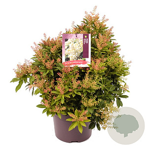 Pieris jap. 'Sarabande' 30-40 cm 5,0L