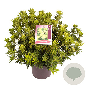 Pieris jap. 'Sinfonia' 30-40 cm 5,0L