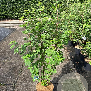 Ribes sang. 'King Edward VII' 60-80 cm 10L