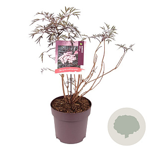 Sambucus nigra Black Lace 50-60 cm 10L