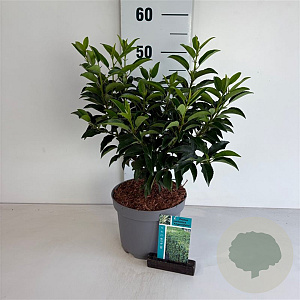 Prunus l. 'Angustifolia' 40-50 cm 35L