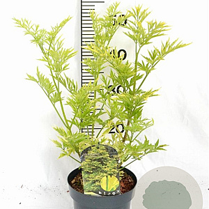 Sambucus nigra Golden Tower 30-40 cm 3,0L