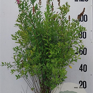 Spiraea billardii 100-125 cm 10L