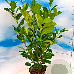 Prunus I. 'Rotundifolia' 60-80 cm 5,0L