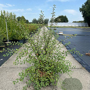 Spiraea vanhouttei 80-100 cm 10L