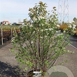 Spiraea vanhouttei 80-100 cm 10L