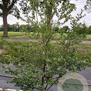 Styrax japonicus 150-175 cm 35L struik