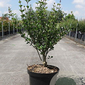 Syringa meyeri 'Palibin' 60-80 cm 10L