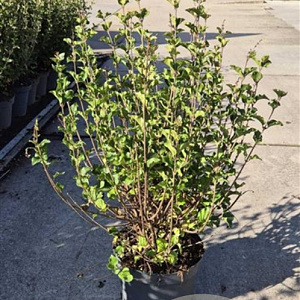 Syringa meyeri 'Palibin' 60-80 cm 10L
