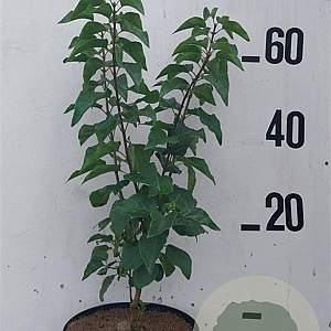 Syringa vulgaris 60-80 cm 10L