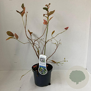 Vaccinium c. 'Bluejay' 30-40 cm 3,0L